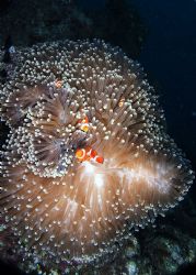 Anemone fish in Papua New Guinea by Douglas Ebersole 